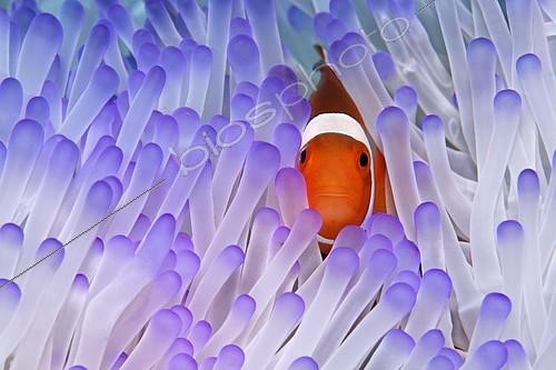 Biosphoto | 2094514 | Western Clownfish (Amphiprion ocellaris) in Magnificent Sea Anemone (Heteractis magnifica), Great Barrier Reef, UNESCO World Heritage Site, Queensland, Cairns, Australia, Pacific Ocean, Oceania | &copy; Norbert Probst / imageBROKER / Biosphoto