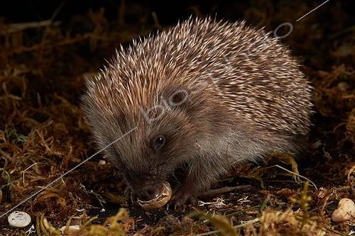 Biosphoto | 2047340 | Western European hedgehog eating a snail - France | &copy; Quentin Martinez / Biosphoto