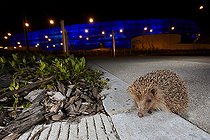 Biosphoto | 2091069 | Western european hedgehog (Erinaceus europaeus) on an alley at night, France | &copy; Frank Deschandol & Philippe Sabine / Biosphoto