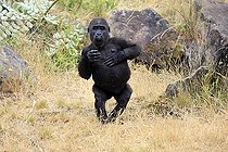 Biosphoto | 2598138 | Western gorilla (Gorilla gorilla), young animal, imposing behaviour, in a meadow | &copy; Jürgen & Christine Sohns / imageBROKER / Biosphoto