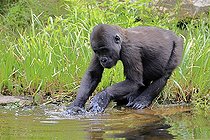 Biosphoto | 2598139 | Western gorilla (Gorilla gorilla), young animal, at the water, splashing, playing, discovering | &copy; Jürgen & Christine Sohns / imageBROKER / Biosphoto