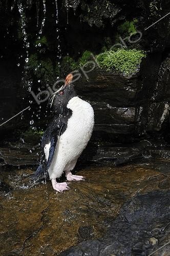 Biosphoto | 574316 | Western Rockhopper Penguin Falkland Islands | &copy; Jean-Paul Chatagnon / Biosphoto