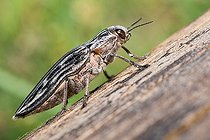 Biosphoto | 2453767 | Western sculptured pine borer (Chalcophora angulicollis), Vosges du Nord Regional Nature Park, France | &copy; Michel Rauch / Biosphoto