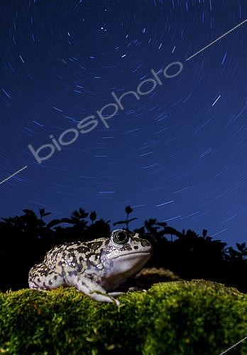 Biosphoto | 2088708 | Western Spadefoot (Pelobates cultripes) under the stars rotated, Spain | &copy; Mario Cea Sanchez / Biosphoto