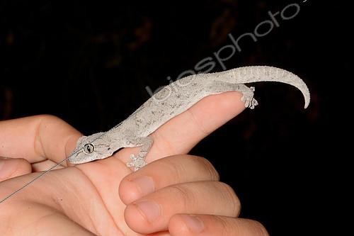 Biosphoto | 2420483 | Western Spiny-tailed Gecko (Strophurus strophurus), Hamlin Pool, Shark Bay, WA, Australia | &copy; David Massemin / Biosphoto