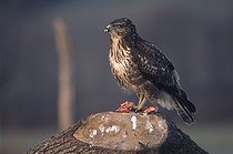 Biosphoto | 73111 | Western Steppe-Buzzard eating its prey | &copy; Dominique Delfino / Biosphoto