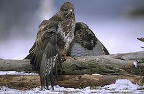 Biosphoto | 73110 | Western Steppe-Buzzard in winter devouring a prey  | &copy; Dominique Delfino / Biosphoto