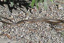 Biosphoto | 1247180 | Western Terrestrial Garter in Yellowstone NP USA  | &copy; Jean-François Noblet / Biosphoto