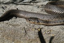 Biosphoto | 1247181 | Western Terrestrial Garter in Yellowstone NP USA  | &copy; Jean-François Noblet / Biosphoto