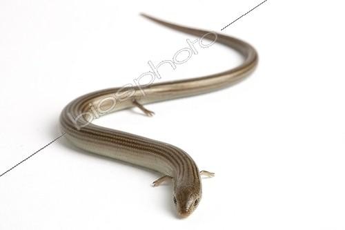 Biosphoto | 1609816 | Western Three-toed Skink on white background | &copy; Michel Gunther / Biosphoto