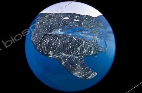 Biosphoto | 2087595 | Whale Shark (Rhincodon typus), the largest fish in the sea, grows to 50 feet long, found around the world in tropical seas, feeds primarily on tiny plankton. Spot pattern is unique to each shark and used by scientists for identification purposes | &copy; Brandon Cole / Biosphoto