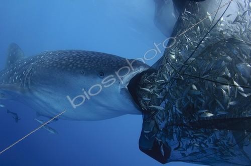 Biosphoto | 1921936 | Whaleshark sucks on the net of a bagan fishing boat - Papua ; below a bagan fishing boat | &copy; Mike Veitch / Biosphoto
