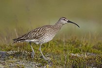 Biosphoto | 1521817 | Whimbrel (Numenius phaeopus), Iceland, Europe | &copy; Franz Christoph Robiller / imageBROKER / Biosphoto