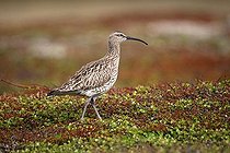 Biosphoto | 1500756 | Whimbrel (Numenius phaeopus), treeless tundra in the north of Norway, Europe | &copy; Dieter Hopf / imageBROKER / Biosphoto