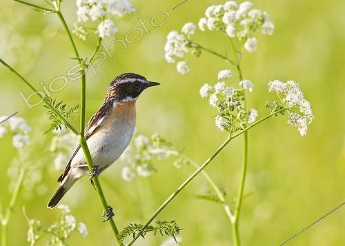 Biosphoto | 1922009 | Whinchat male perched on stem - Joensuu Finland | &copy; Niko Pekonen / Biosphoto