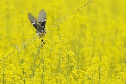 Biosphoto | 1469528 | Whinchat near a field of rapeseed in flower Vosges France | &copy; Fabrice Cahez / Biosphoto
