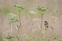 Biosphoto | 2122736 | Whinchat (Saxicola rubetra) male on an umbelliferous, Regional park of the Vosges du Nord, France | &copy; Michel Rauch / Biosphoto