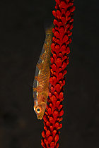 Biosphoto | 2622009 | Whip Coral Goby (Bryaninops yongei), dive site Batu Niti, Bali, Indonesia. | &copy; Jean Cassou / Biosphoto