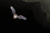 Biosphoto | 2588310 | Whiskered Bat (Myotis mystacinus) in flight leaving a cavity in Calvados, Normandy, France | &copy; Michael Adam / Biosphoto