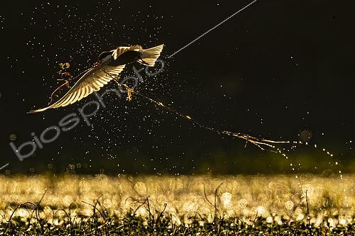 Biosphoto | 2553950 | Whiskered tern (Chlidonias hybrida) in flight, against the light, carrying twigs, Sologne, Loir et Cher, France | &copy; Guy Van Langenhove / Biosphoto