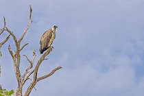Biosphoto | 2601786 | White-backed vulture (Gyps africanus) on a dead tree, Namibia, Africa | &copy; Alain Roux / Biosphoto