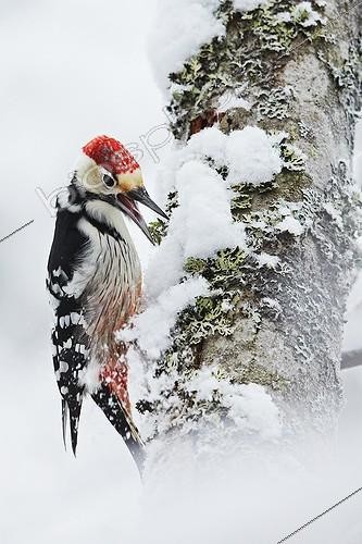 Biosphoto | 1848838 | White-backed woodpecker male calling on a trunk Joensuu | &copy; Niko Pekonen / Biosphoto