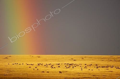 Biosphoto | 629274 | White-bearded Wildbeast and rainbow Masaï Mara Kenya | &copy; Michel & Christine Denis-Huot / Biosphoto