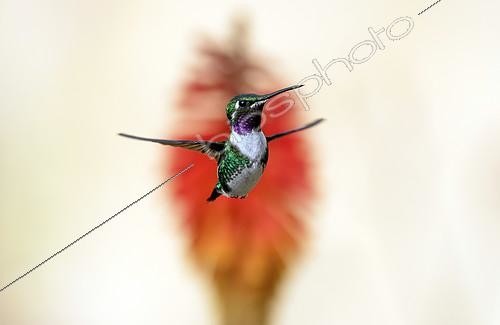 Biosphoto | 2615142 | White-bellied Woodstar (Chaetocercus mulsant), male in flight, La Calera, Colombia | &copy; Régis Cavignaux / Biosphoto