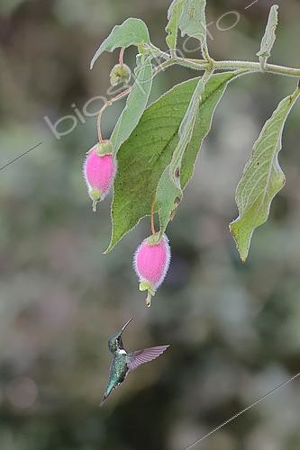 Biosphoto | 2619188 | White-bellied woodstar (Chaetocercus mulsant) flying to a flower to feed itself on nectar. Equatorial forest. Ecuador. South of America | &copy; Brigitte Marcon / Biosphoto