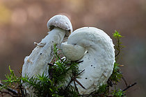 Biosphoto | 2609838 | White birch bolete (Leccinum holopus) is a mycorrhizal mushroom associated with birch trees, found in the Vosges region of France. | &copy; Stéphane Vitzthum / Biosphoto