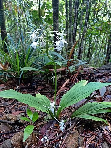 Biosphoto | 2551474 | White Calanthe (Calanthe triplicata) in bloom in the undergrowth, Blue River Park, New Caledonia | &copy; David Massemin / Biosphoto