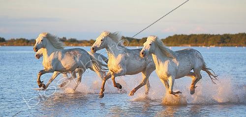 Biosphoto | 2512536 | White Camargue Horses are running along the water in a shallow lagoon with beautiful evening light, Parc Regional de Camargue, France. | &copy; Andrey Gudkov / Biosphoto