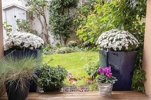 Biosphoto | 2409785 | White chrysanthemums in pots in a garden in autumn, Pas de Calais, France | &copy; Yann Avril / Biosphoto