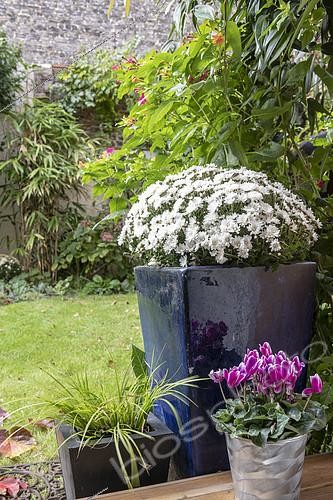Biosphoto | 2409786 | White chrysanthemums in pots in a garden in autumn, Pas de Calais, France | &copy; Yann Avril / Biosphoto