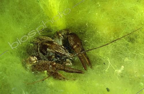 Biosphoto | 750156 | White-clawed crayfish, Italy | &copy; Wolfgang Poelzer / WaterFrame / Biosphoto
