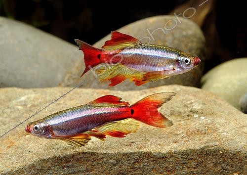 Biosphoto | 2463030 | White Cloud Mountain minnows (Tanichthys albonubes) 'Lini' | &copy; Aqua Press / Biosphoto