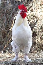 Biosphoto | 2546854 | White cock in a farm, France | &copy; Eric Guilloret / Biosphoto
