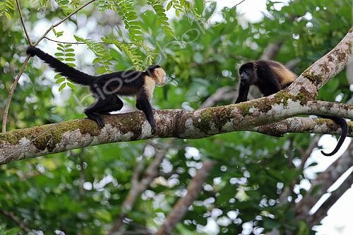 Biosphoto | 2519304 | White-faced Capuchin (Cebus capucinus) and Black howler monkey (Alouatta caraya) facing, on a branch, Costa Rica | &copy; Cédric Join / Biosphoto