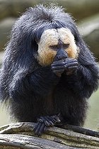 Biosphoto | 1181826 | White-faced- or Golden-faced- or Guianan Saki (Pithecia pithecia), Monkey Zoo, Apenheul, Netherlands, Europe | &copy; Winfried Schaefer / imageBROKER / Biosphoto