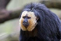 Biosphoto | 1523666 | White-faced- or Golden-faced- or Guianan Saki (Pithecia pithecia), Monkey Zoo, Apenheul, Netherlands, Europe | &copy; Winfried Schaefer / imageBROKER / Biosphoto
