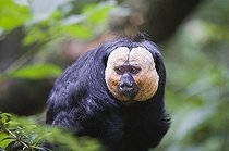 Biosphoto | 1463193 | White-faced Saki also known as the Guianan Saki or Golden-faced Saki (Pithecia pithecia) | &copy; GTW / imageBROKER / Biosphoto