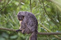 Biosphoto | 1465295 | White-faced Saki also known as the Guianan Saki or Golden-faced Saki (Pithecia pithecia) | &copy; GTW / imageBROKER / Biosphoto