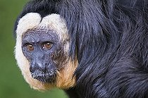 Biosphoto | 1484322 | White-faced Saki also known as the Guianan Saki or Golden-faced Saki (Pithecia pithecia) | &copy; GTW / imageBROKER / Biosphoto