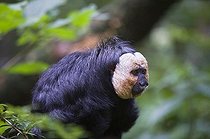 Biosphoto | 1528043 | White-faced Saki also known as the Guianan Saki or Golden-faced Saki (Pithecia pithecia) | &copy; GTW / imageBROKER / Biosphoto