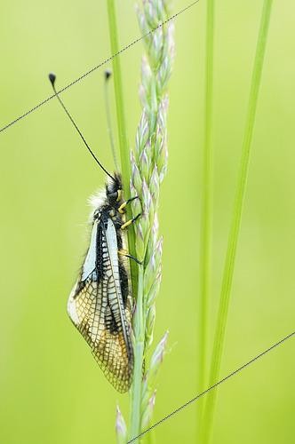 Biosphoto | 2619733 | White form of Btterfly-lion (Libelloides coccajus) resting in a meadow on a spring evening, Drôme, France. | &copy; Monique Morin / Biosphoto