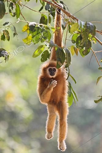 Biosphoto | 2404325 | White-handed Gibbon (Hylobates lar) hanging in tree, Kaeng Krachan National Park, Thailand | &copy; Martin Grimm / BIA / Biosphoto