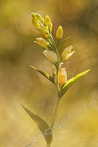 Biosphoto | 2146636 | White Helleborine (Cephalanthera damasonium) on a raised mountain trail in the Drôme in the spring. la France | &copy; Monique Morin / Biosphoto