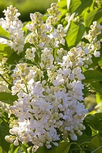 Biosphoto | 754775 | White Lilac 'Madame Lemoine' Provence France | &copy; Michel Gunther / Biosphoto