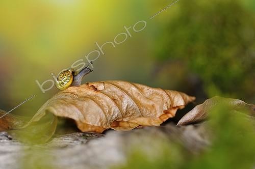 Biosphoto | 1994282 | White-lip Gardensnail on dead leaf - France  | &copy; Robin Fourré / Biosphoto