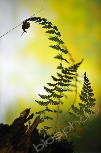 Biosphoto | 1994278 | White-lip Gardensnail on Fern - France  | &copy; Robin Fourré / Biosphoto